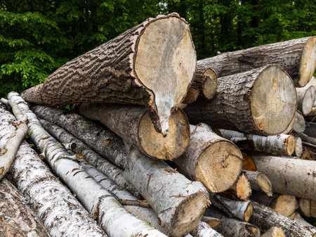 A pile of logs stacked on top of each other in a forest.の写真素材