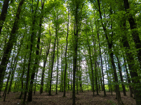 A forest filled with lots of tall trees in the middle of a forest.の写真素材