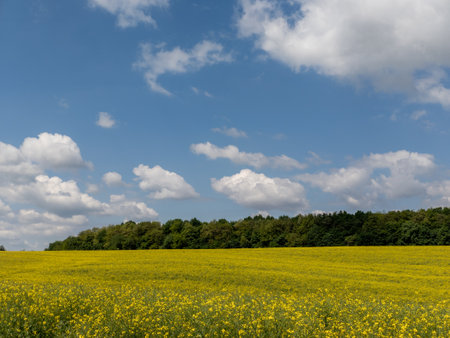 A field of yellow flowers under a blue sky with white clouds.の写真素材