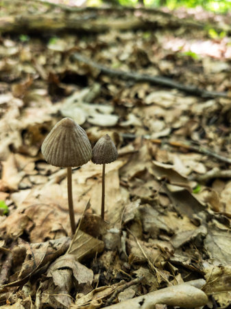 A couple of small mushrooms that are on the ground.の写真素材