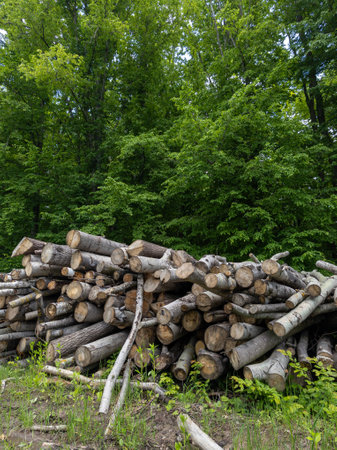 A pile of logs sitting on top of a dirt field.の写真素材