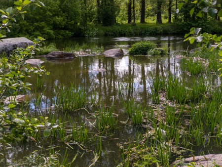 A small pond in the middle of a wooded area surrounded by trees.の写真素材