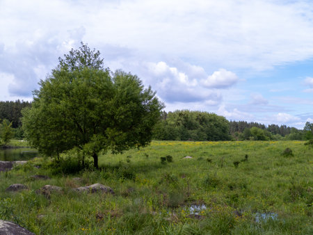 A lone tree in the middle of a grassy field next to a lake.の写真素材
