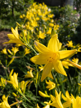 A bunch of yellow flowers that are in the grass.の写真素材