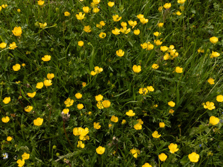A field of yellow flowers in the grass.の写真素材