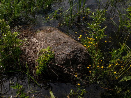 A large rock in the middle of a pond surrounded by grass and flowers.の写真素材
