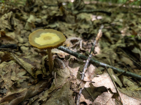 A small yellow mushroom on the ground in the woods.の写真素材