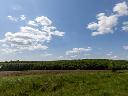 A field of grass and trees under a blue sky with clouds.の写真素材
