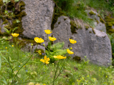 A bunch of yellow flowers in front of a large rock.の写真素材