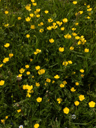 A field of yellow flowers in a grassy area.の写真素材