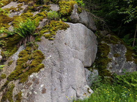 A large rock covered in green moss in the woods.の写真素材