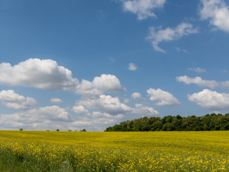 A field of yellow flowers under a blue sky with white clouds.の写真素材