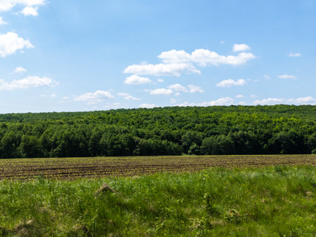 A field of green grass with trees in the background.の写真素材