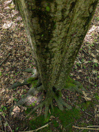 A tree trunk with moss growing on it in the woods.の写真素材