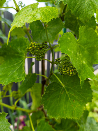 A bunch of green grapes growing on a vine in a garden.の写真素材