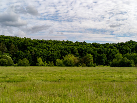 A grassy field with trees in the background and clouds in the sky.の写真素材
