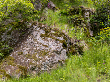 A large rock in the middle of a lush green forest.の写真素材