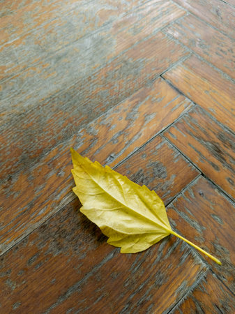 A single yellow leaf laying on a wooden floor.の写真素材
