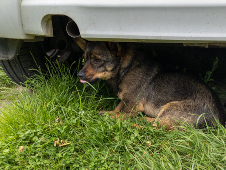 A dog laying in the grass under a car.の写真素材