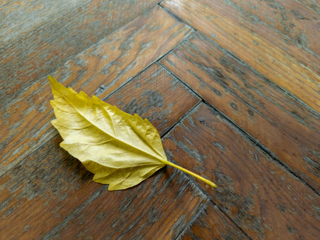 A single yellow leaf laying on a wooden floor.の写真素材