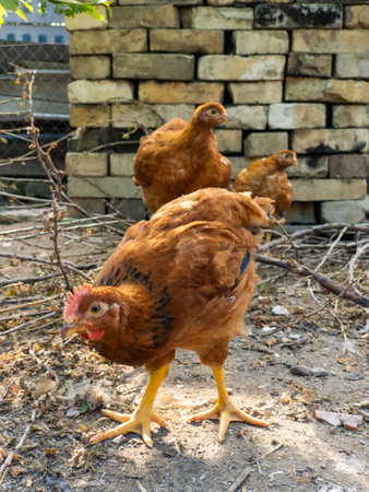A group of chickens standing next to a brick wall.の写真素材