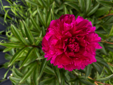 A pink flower with green leaves in the background.の写真素材