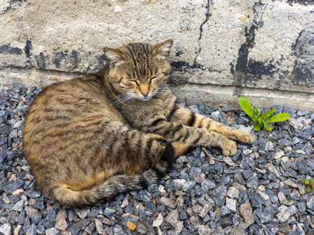 A cat laying on the ground next to a plant.の写真素材