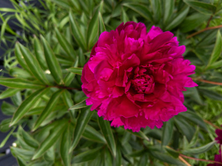 A pink flower with green leaves in the background.の写真素材