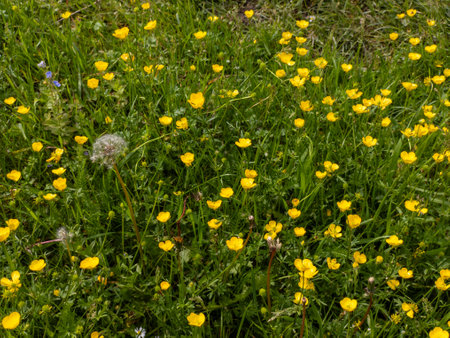 A field of yellow flowers in a grassy area.の写真素材