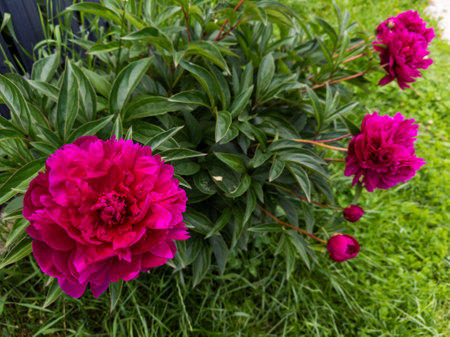 A group of pink flowers in a garden with green grass.の写真素材