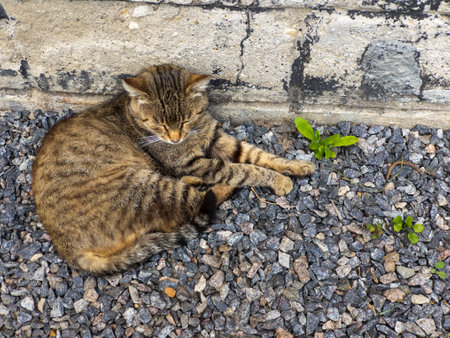 A cat laying on the ground next to a brick wall.の写真素材