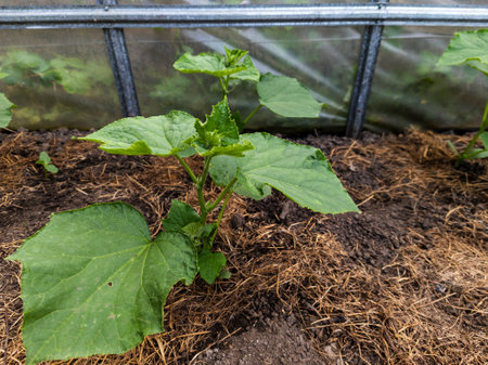 A small plant that is growing out of the ground in a greenhouse.の写真素材