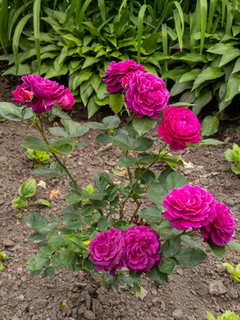 A group of pink roses growing in a garden.の写真素材