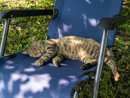 A cat sleeping on a blue chair in the grass.の写真素材
