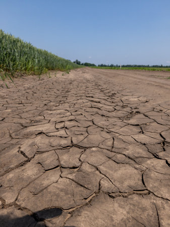 A dry cracked road in the middle of a field.の写真素材