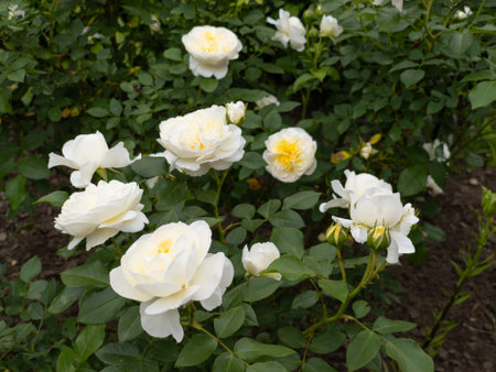 A bunch of white roses growing in a garden.の写真素材