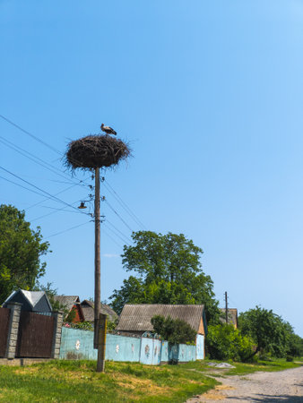 A stork sitting on top of a nest on a column of a power grid.の写真素材