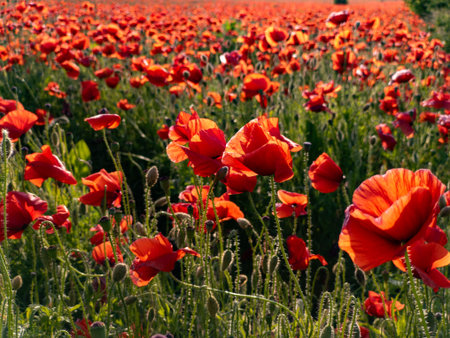A field of red poppies in the middle of a field.の写真素材