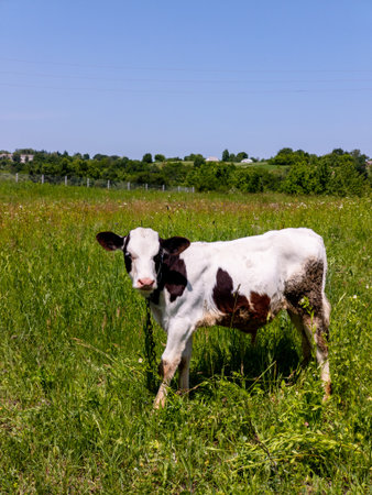 A brown and white cow standing in a grassy field.の写真素材