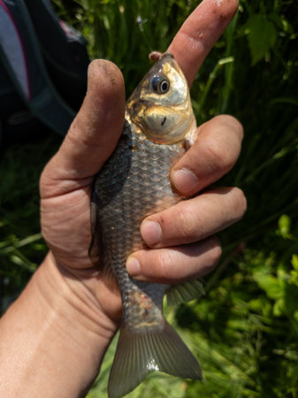 A person holding a small fish in their hand.の写真素材