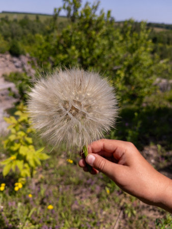 A person holding a dandelion in their hand in a field of flowers.