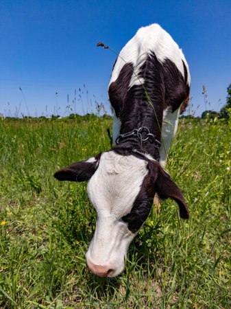 A black and white cow grazing in a grassy field.の写真素材