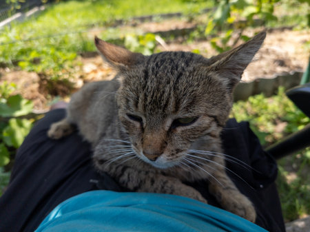 A cat sitting on top of a person's lap.の写真素材