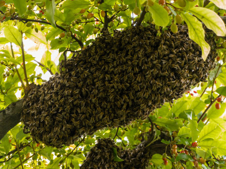 A swarm of bees hanging from a tree branch.の写真素材