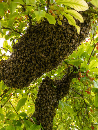 A swarm of bees hanging from a tree branch.の写真素材