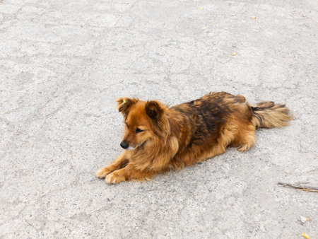 A brown dog laying on the ground in the middle of the street.の写真素材