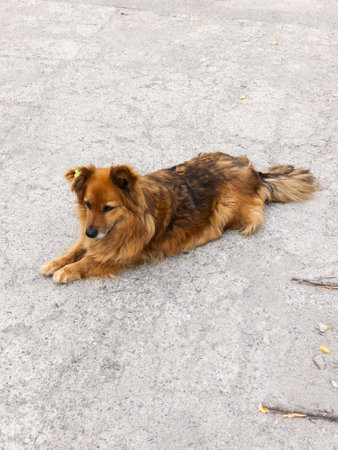 A brown dog laying on the ground in the middle of the street.の写真素材