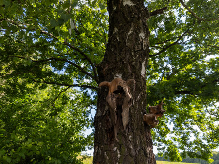 A tree with a skull on the trunk of a tree in a fieldの写真素材