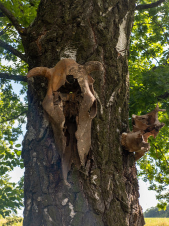 A cow skull on a tree in the middle of a fieldの写真素材