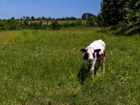A cow standing in a grassy field of tall grass.の写真素材